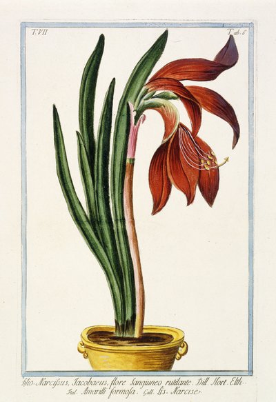 Amaryllis Formosa, 1772-1784 von Italian School