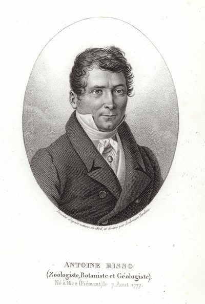 Antoine Risso von Italian School