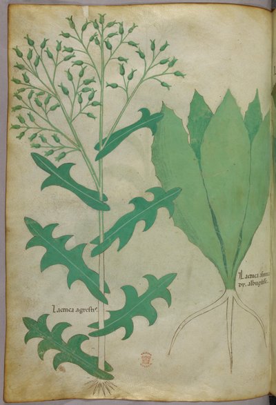 Botanische Illustration, ca. 1440 von Italian School