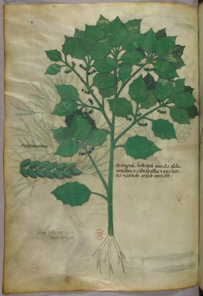 Botanische Illustration, ca. 1440 von Italian School