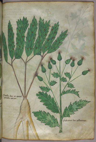Botanische Illustration, ca. 1440 von Italian School