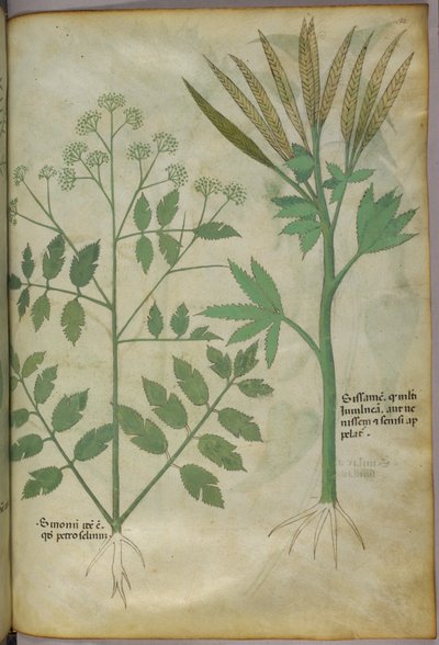 Botanische Illustration, ca. 1440 von Italian School