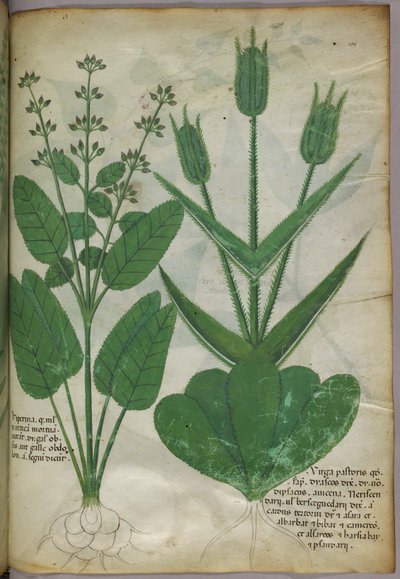 Botanische Illustration, ca. 1440 von Italian School