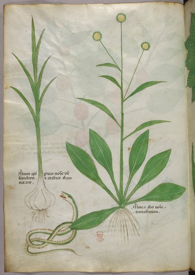 Botanische Illustration, ca. 1440 von Italian School