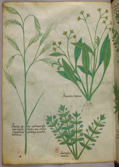 Botanische Illustration, ca. 1440 von Italian School
