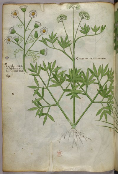 Botanische Illustration, ca. 1440 von Italian School