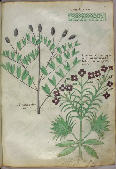 Botanische Illustration, um 1440 von Italian School