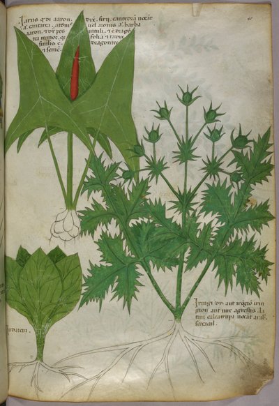 Botanische Illustration, um 1440 von Italian School