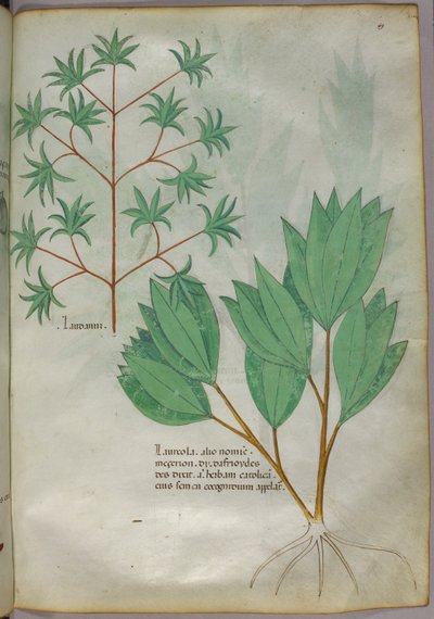 Botanische Illustration, um 1440 von Italian School