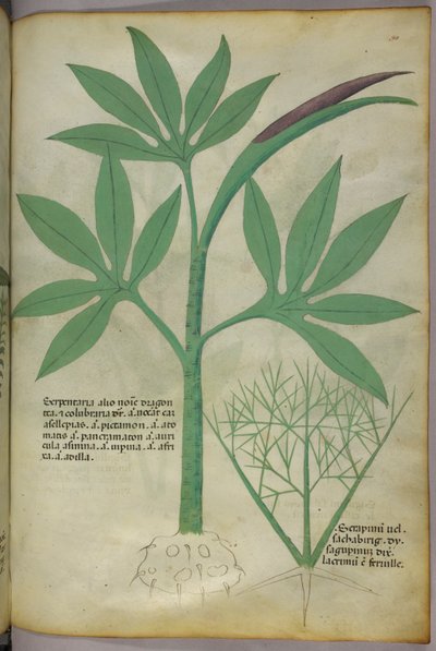 Botanische Illustration, um 1440 von Italian School