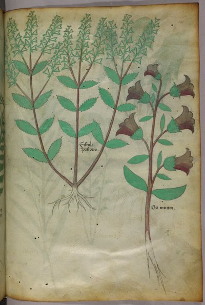 Botanische Illustration, um 1440 von Italian School