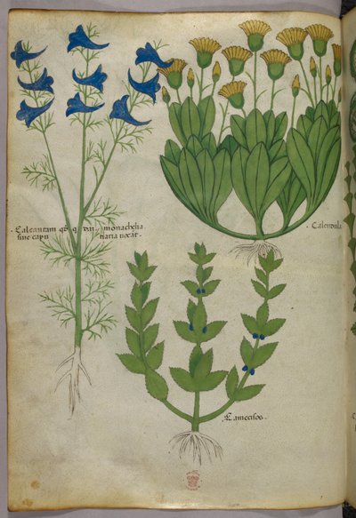 Botanische Illustration, um 1440 von Italian School