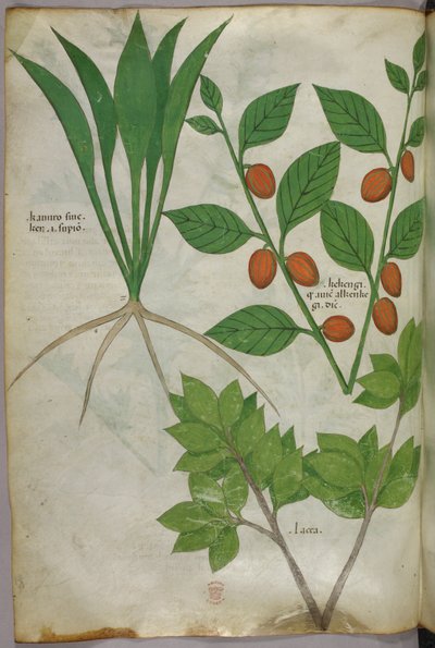 Botanische Illustration, um 1440 von Italian School