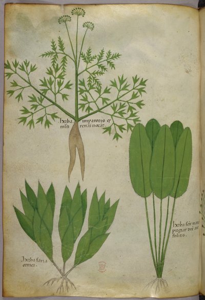 Botanische Illustration, um 1440 von Italian School