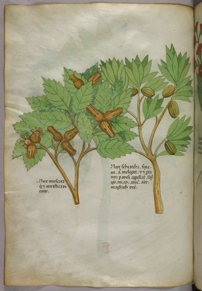 Botanische Illustration, um 1440 von Italian School