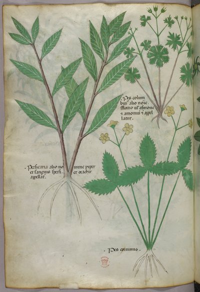 Botanische Illustration, um 1440 von Italian School