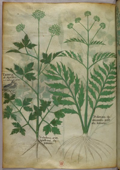 Botanische Illustration, um 1440 von Italian School