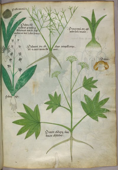 Botanische Illustration, um 1440 von Italian School