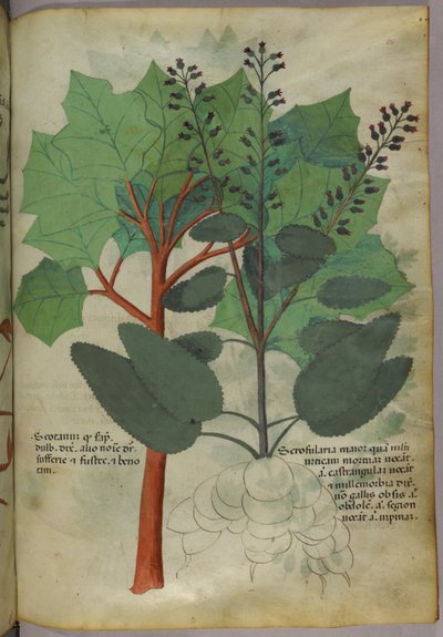 Botanische Illustration, ca. 1440 von Italian School