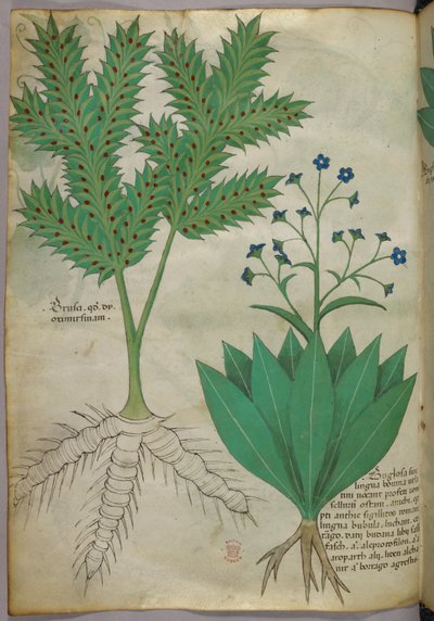 Botanische Illustration, ca. 1440 von Italian School