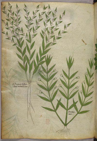 Botanische Illustration, ca. 1440 von Italian School