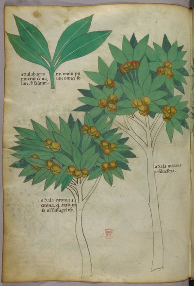 Botanische Illustration, ca. 1440 von Italian School