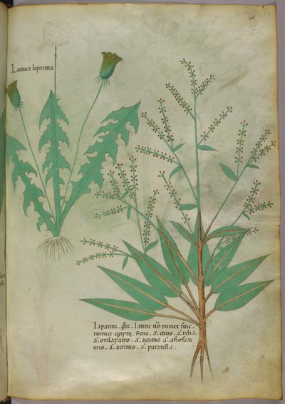 Botanische Illustration, ca. 1440 von Italian School