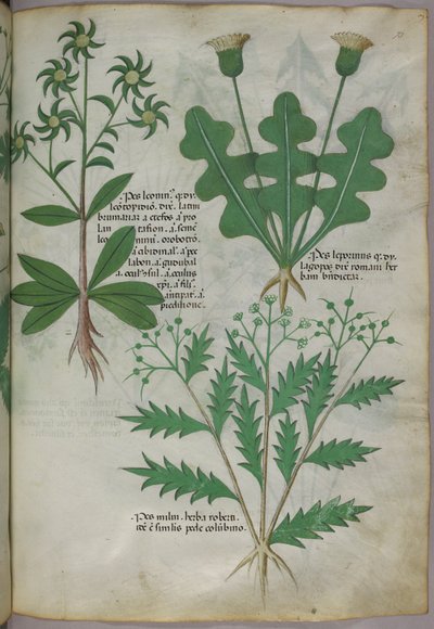 Botanische Illustration, ca. 1440 von Italian School