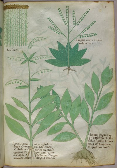 Botanische Illustration, ca. 1440 von Italian School