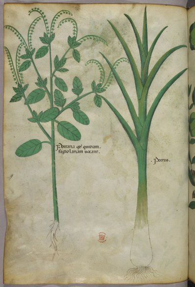 Botanische Illustration, ca. 1440 von Italian School