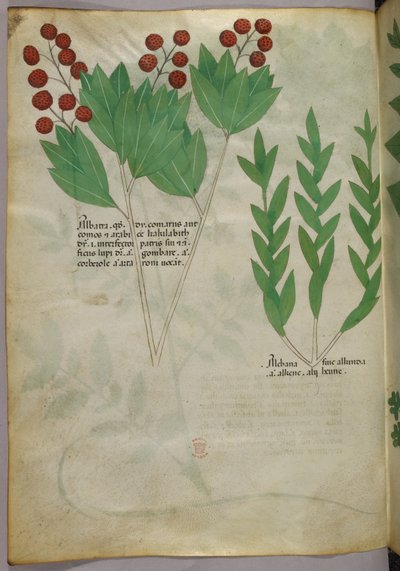 Botanische Illustration, ca. 1440 von Italian School