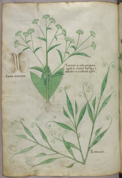 Botanische Illustration, um 1440 von Italian School