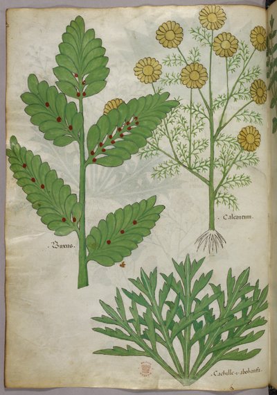 Botanische Illustration, um 1440 von Italian School