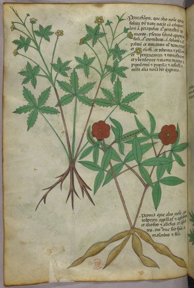 Botanische Illustration, um 1440 von Italian School