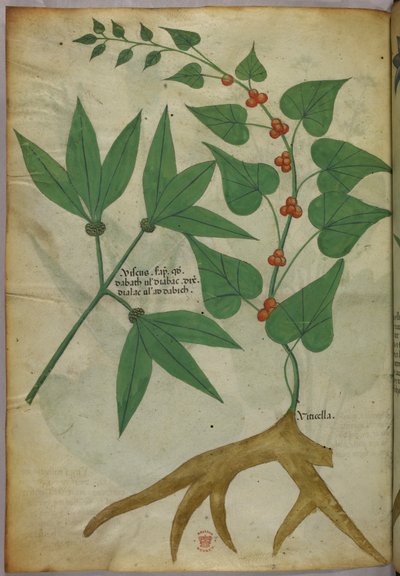 Botanische Illustration, um 1440 von Italian School