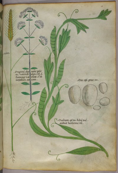Botanische Illustration, um 1440 von Italian School