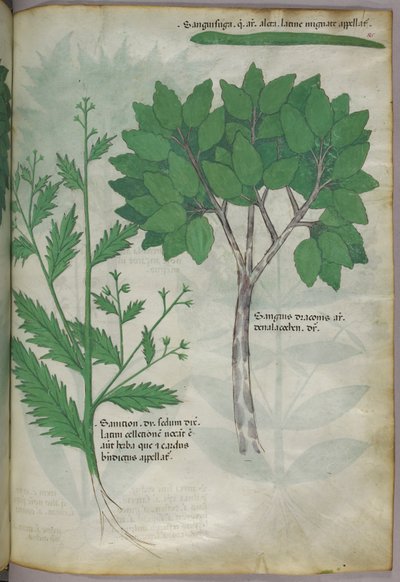 Botanische Illustration, um 1440 von Italian School