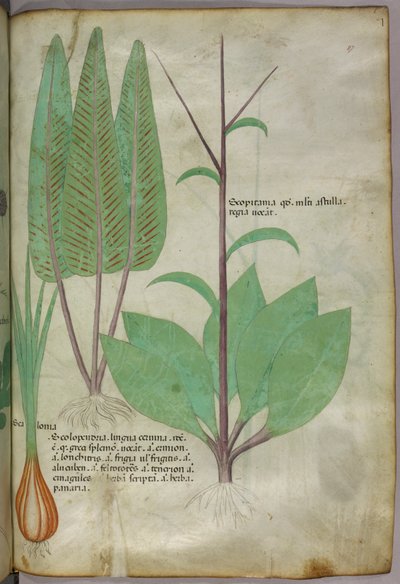 Botanische Illustration, um 1440 von Italian School