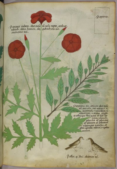 Botanische Illustration, um 1440 von Italian School