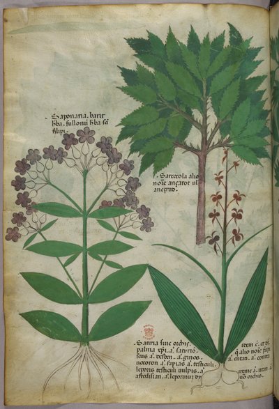 Botanische Illustration, um 1440 von Italian School