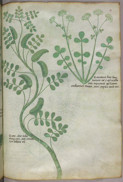 Botanische Illustration, um 1440 von Italian School