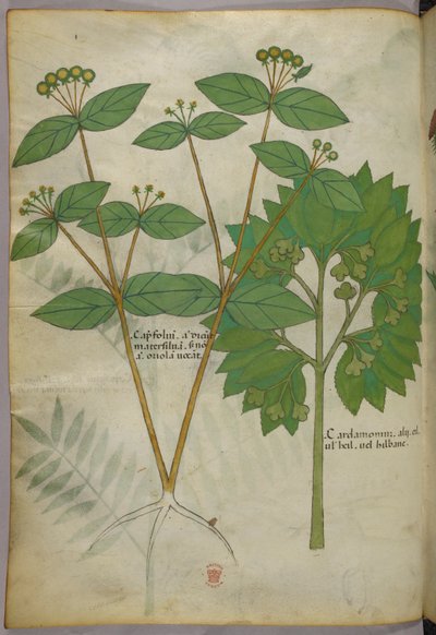 Botanische Illustration, um 1440 von Italian School