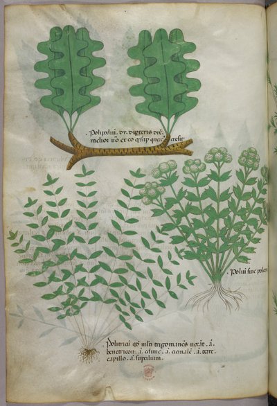 Botanische Illustration, um 1440 von Italian School