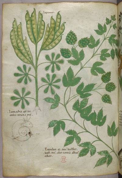 Botanische Illustration, um 1440 von Italian School
