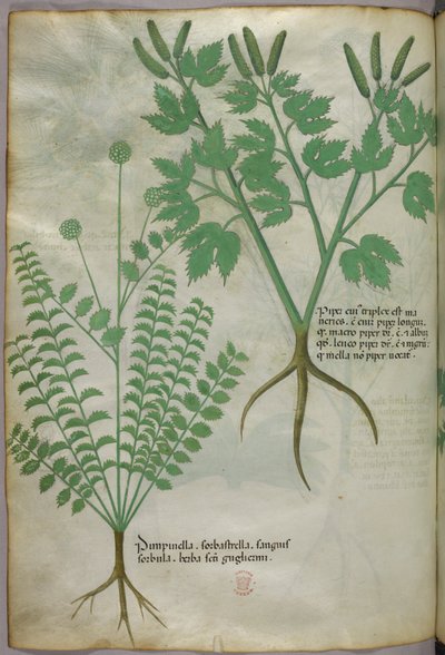 Botanische Illustration, um 1440 von Italian School