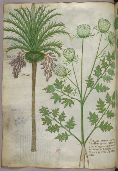 Botanische Illustration, um 1440 von Italian School