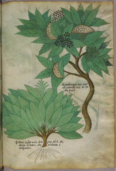 Botanische Illustration, um 1440 von Italian School