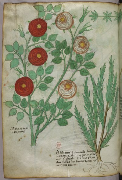 Botanische Illustration, um 1440 von Italian School