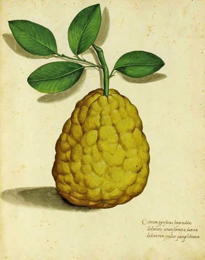 Erbstück-Zitrone von Ulisse Aldrovandi von Italian School