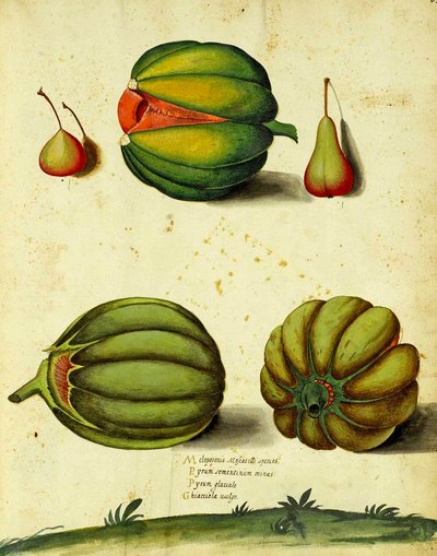 Erbstück-Kürbis von Ulisse Aldrovandi von Italian School